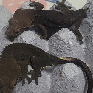 블랙 챠콜 (부)