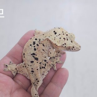 슈퍼달마시안 (모)
