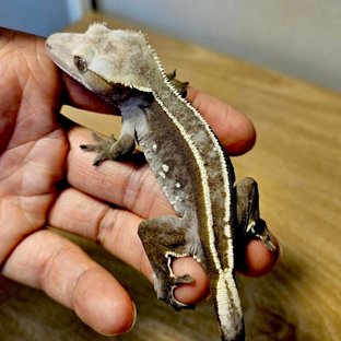 아잔틱 (부)