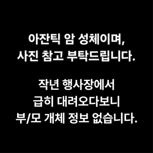 100%헷아잔틱 (모)