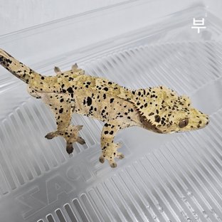 슈퍼달마시안 (부)