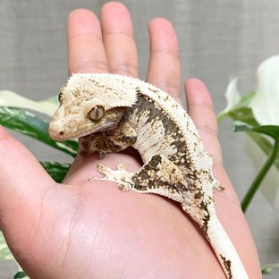 노멀 트라이 할리퀸 (모)