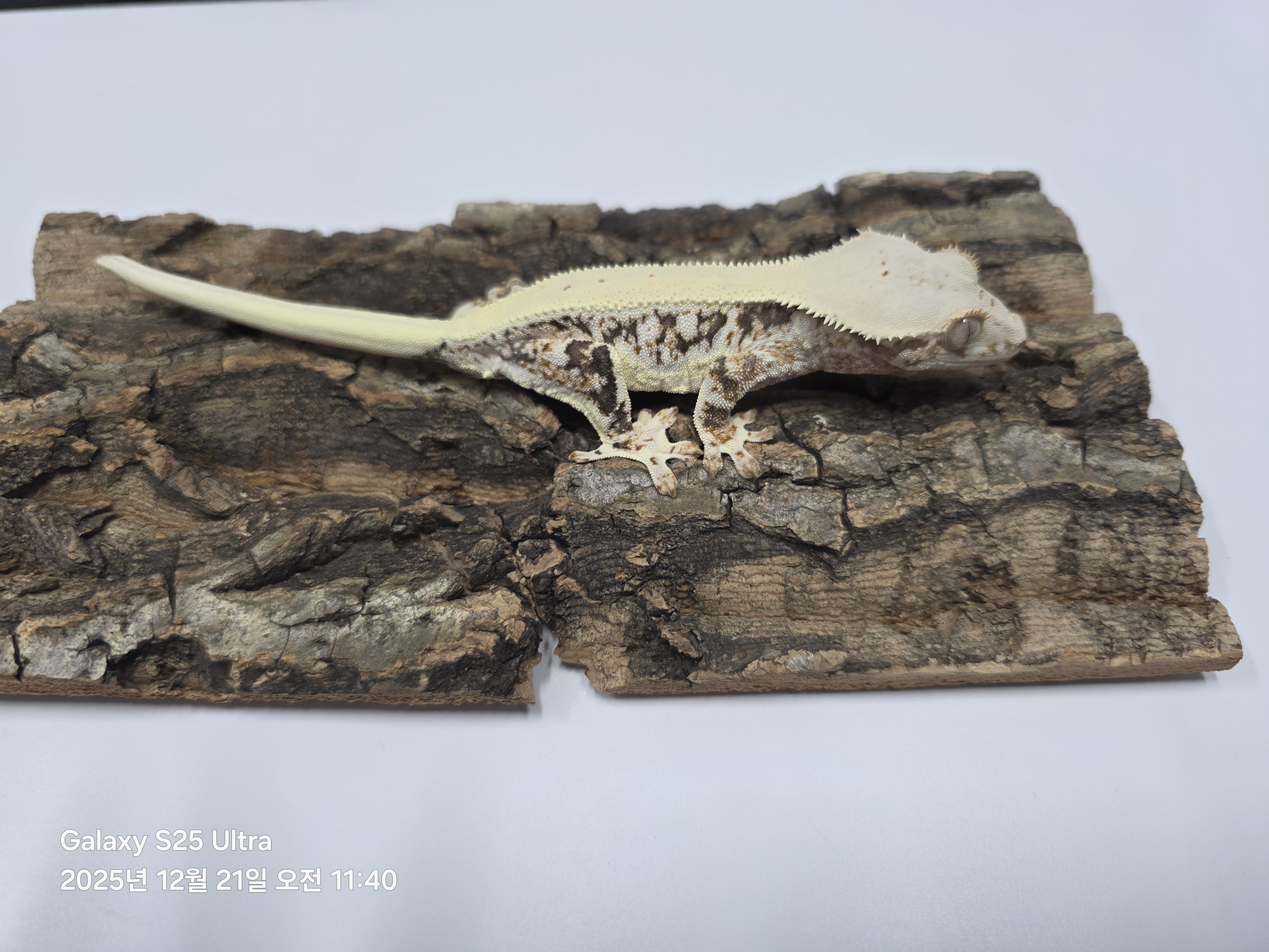 릴리화이트 트라이