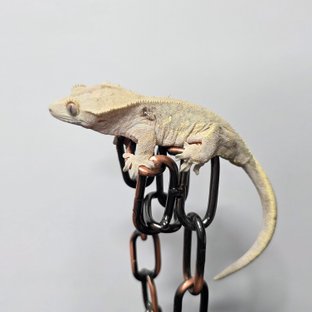 릴리 세이블 팬텀