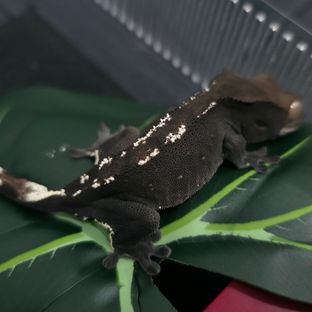 아잔틱