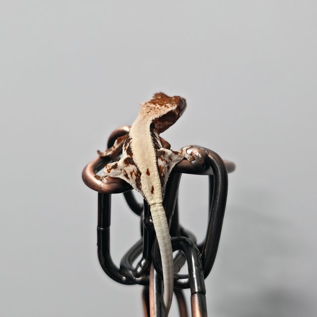 릴리 세이블 100%헷아잔틱 화이트스팟 화이트포트홀 화이트핀