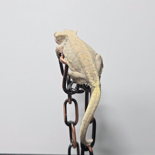 릴리 세이블 팬텀