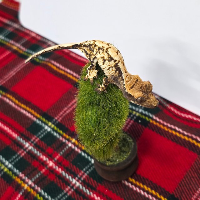 노멀 타이거 익스트림할리퀸 화이트 화이트핀 화이트스팟