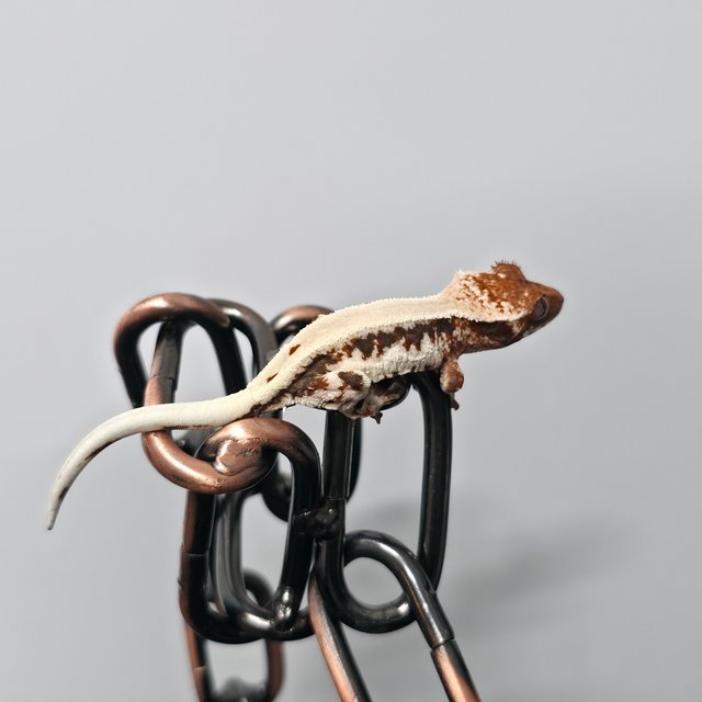 릴리 세이블 100%헷아잔틱 화이트스팟 화이트포트홀 화이트핀