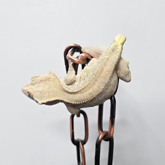 릴리 세이블 팬텀