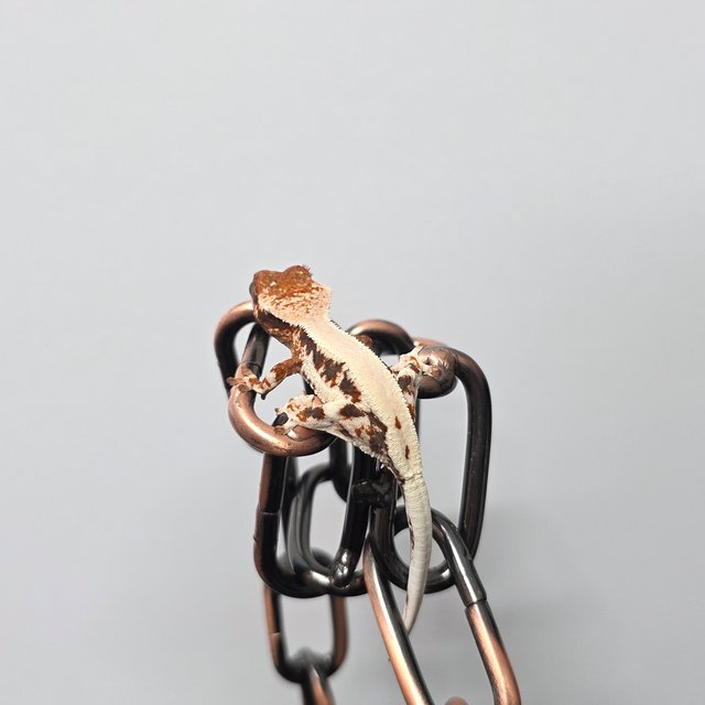 릴리 세이블 100%헷아잔틱 화이트스팟 화이트포트홀 화이트핀