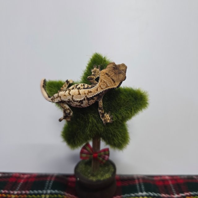 노멀 타이거 익스트림할리퀸 화이트 화이트핀 화이트스팟