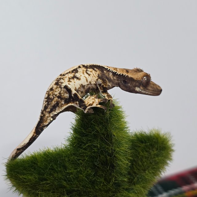 노멀 타이거 익스트림할리퀸 화이트 화이트핀 화이트스팟