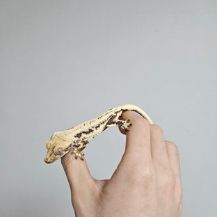 릴리화이트