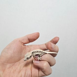 릴리화이트