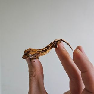 대팜6-2