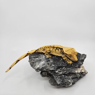 노멀 익스트림할리퀸