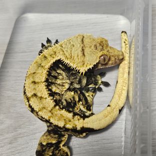 대장