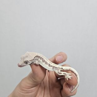 프라푸치노