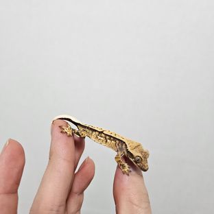익스트림할리퀸