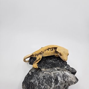 노멀 익스트림할리퀸