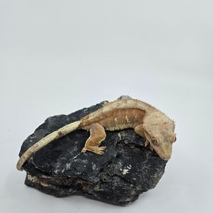 노멀