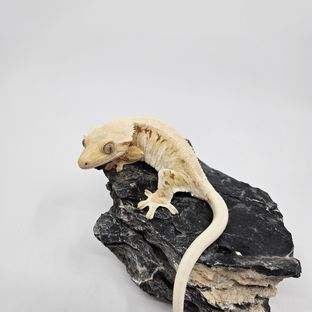 토실