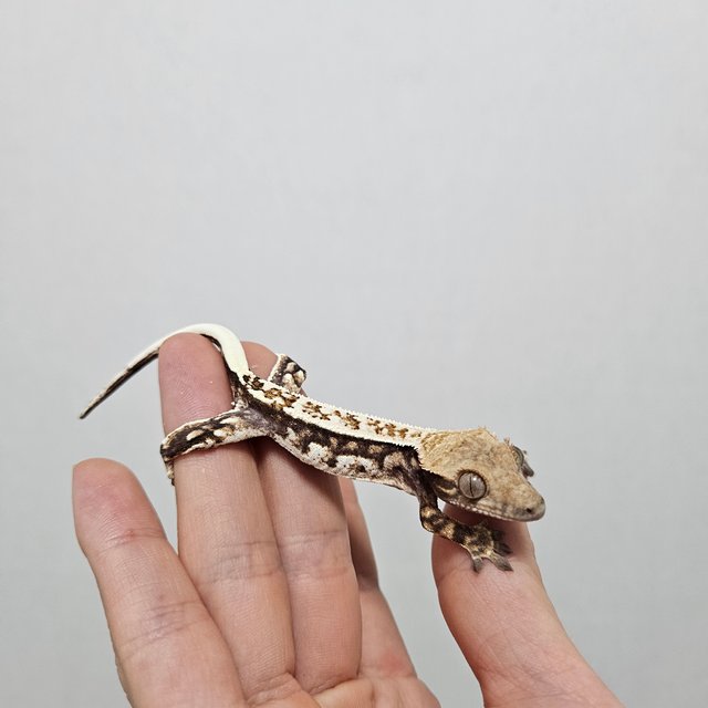 트라이 카푸치노