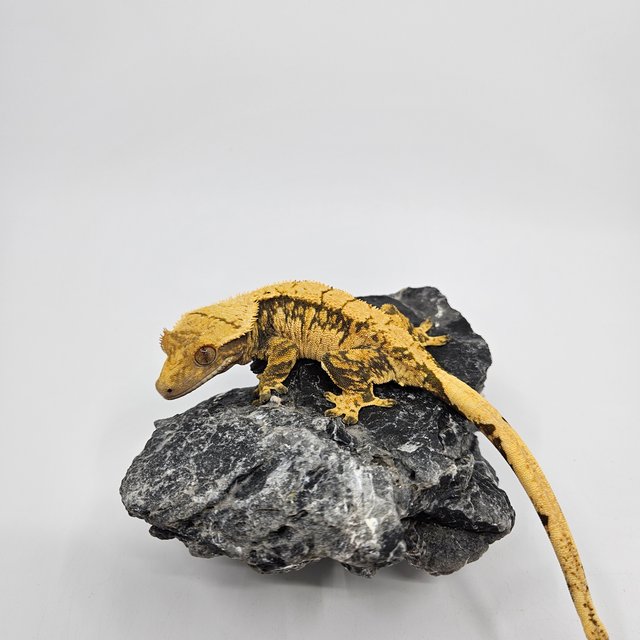 노멀 익스트림할리퀸