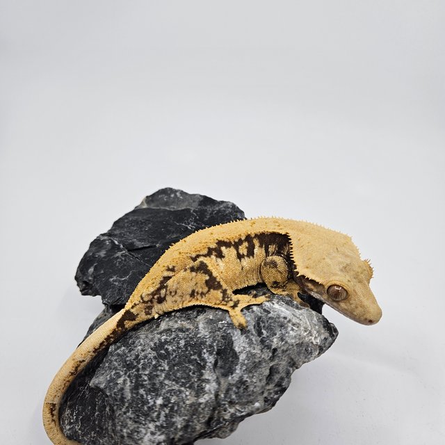 노멀 익스트림할리퀸