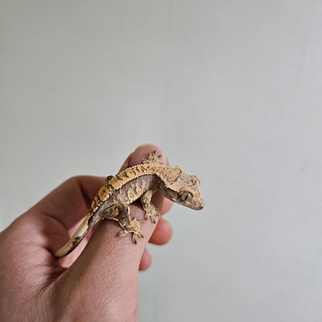 노멀 할리퀸