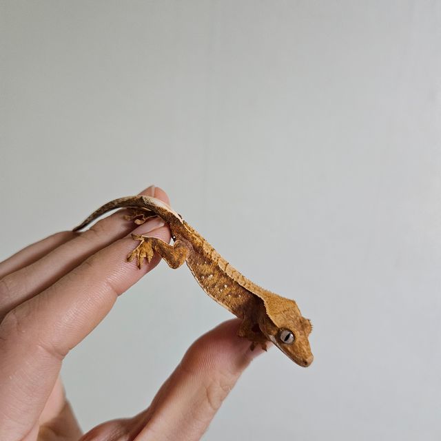 텐저린