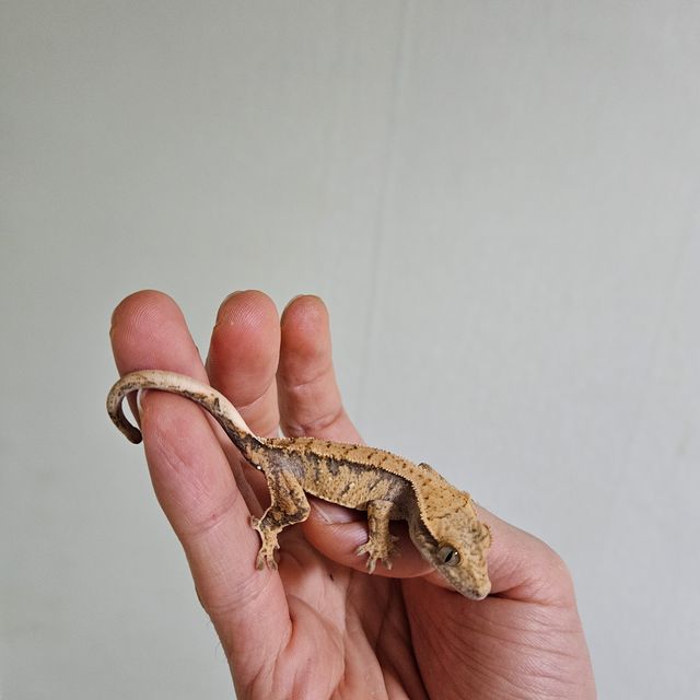 익스트림할리퀸