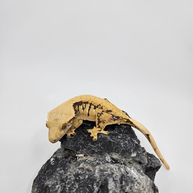 노멀 익스트림할리퀸