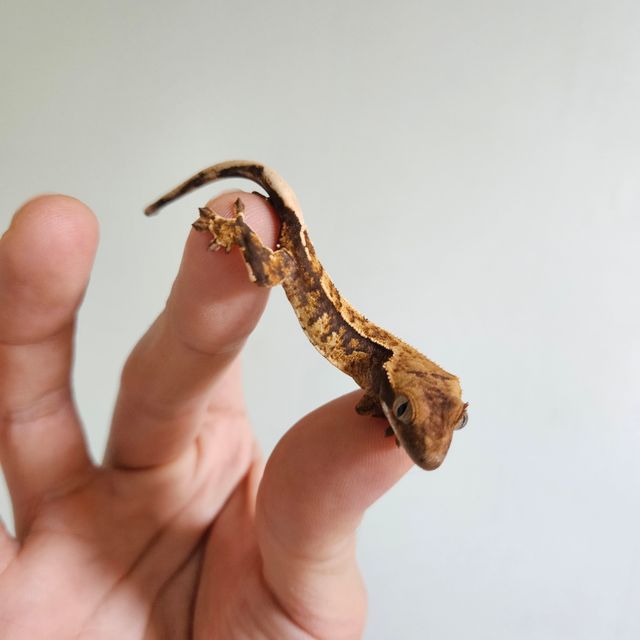 노멀 텐저린