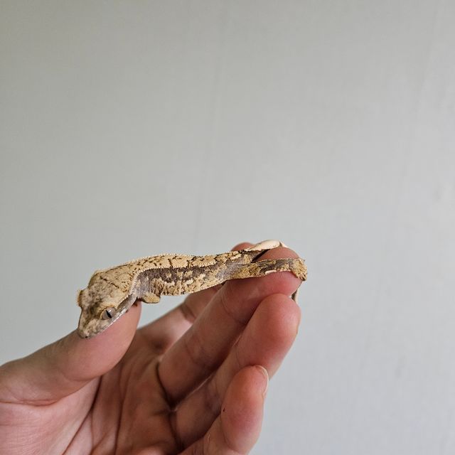 노멀 익스트림할리퀸