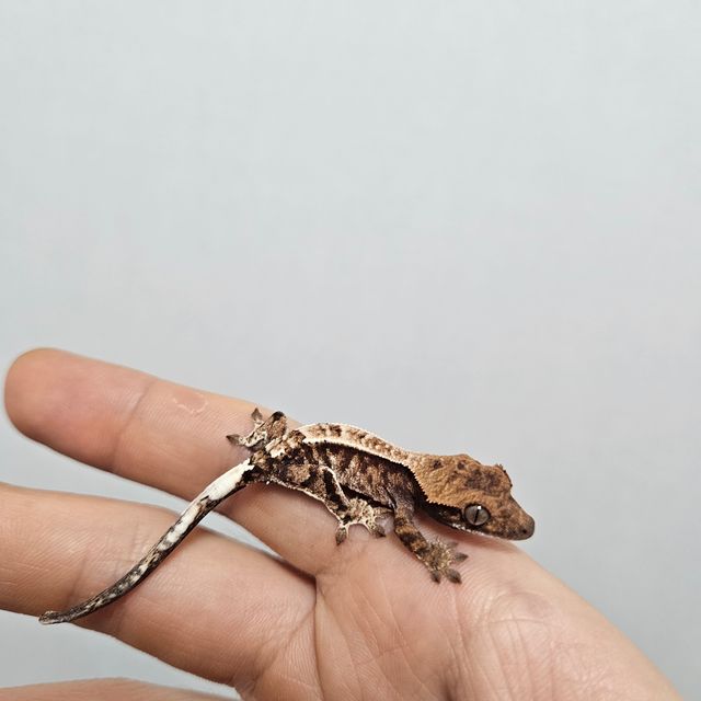 트라이 카푸치노