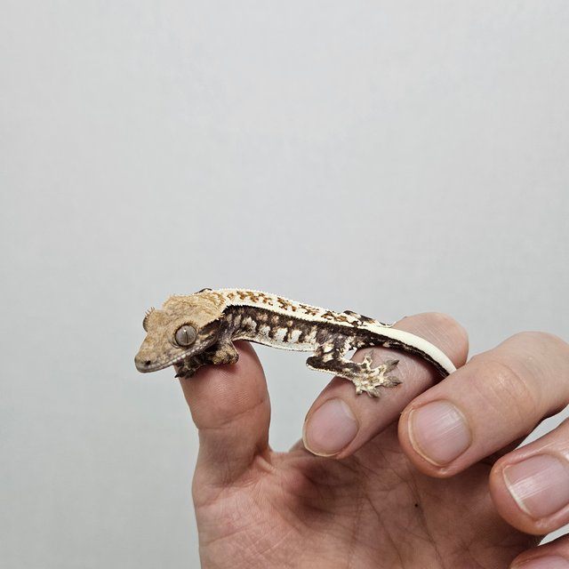 트라이 카푸치노