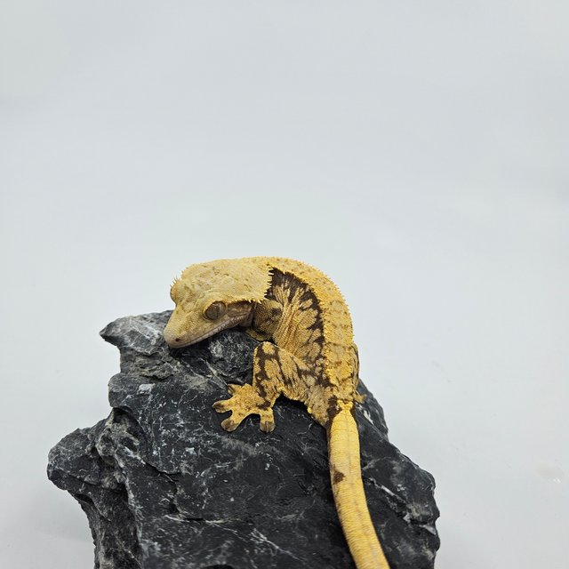 노멀 익스트림할리퀸