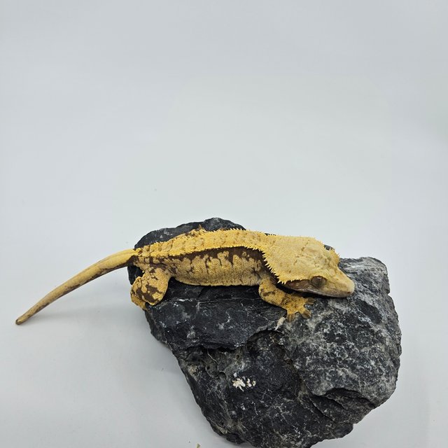 노멀 익스트림할리퀸