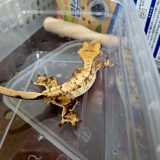 익스트림할리퀸 트라이