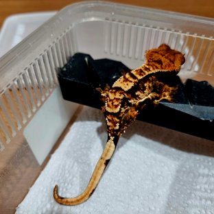 익스트림할리퀸