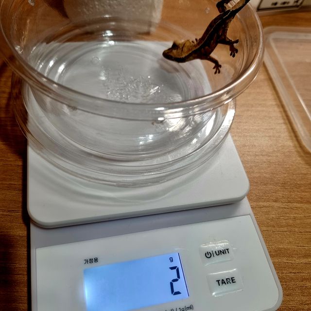 노멀