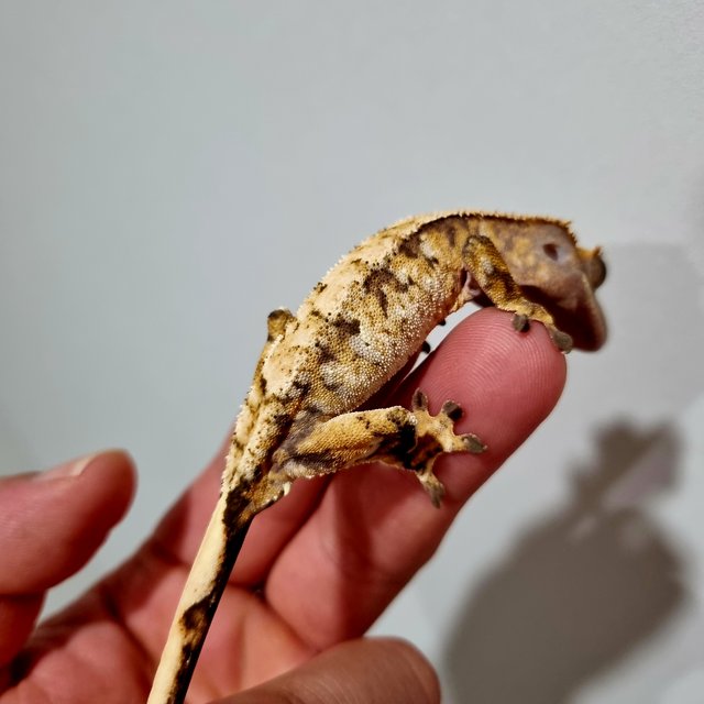 익스트림할리퀸 트라이