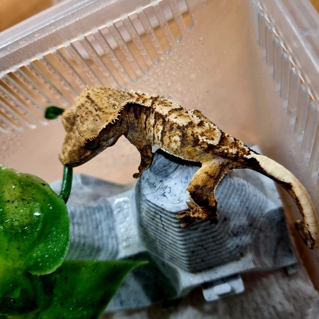 트라이 익스트림할리퀸 화이트포트홀