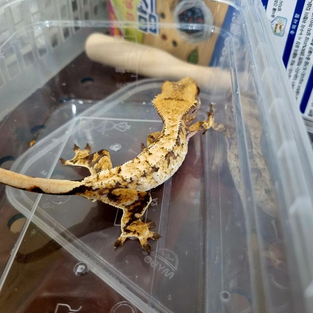 익스트림할리퀸 트라이