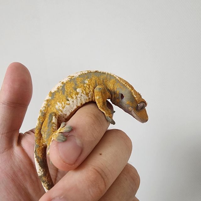 익스트림할리퀸 텐저린 트라이