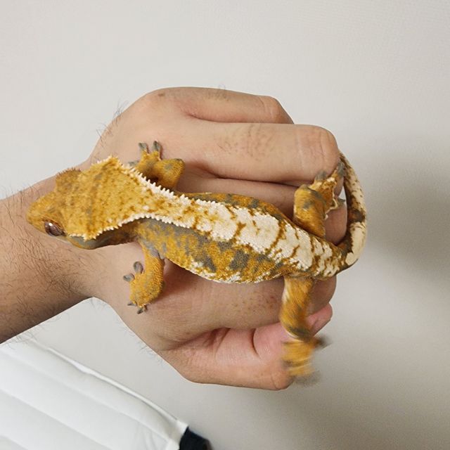 익스트림할리퀸 텐저린 트라이