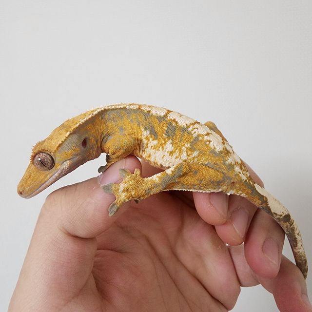 익스트림할리퀸 텐저린 트라이