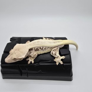 릴리화이트 솔리드백 화이트